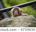 A monkey to look into 4739630