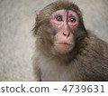 Japanese macaque 4739631
