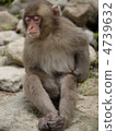 Japanese monkey sitting and taking a nap 4739632
