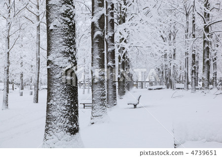 A snow-covered tree-lined avenue in a park A snow-covered tree-lined avenue in a park 4739651