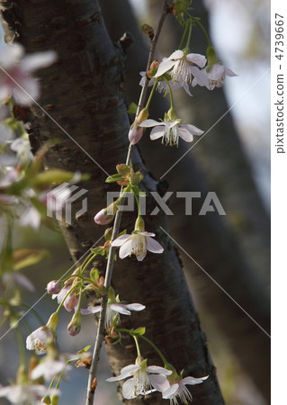 李Cerasoides 4739667