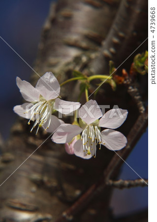 李Cerasoides 李Cerasoides 4739668