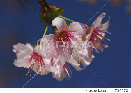 李Cerasoides 李Cerasoides 4739670