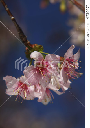 李Cerasoides 李Cerasoides 4739671