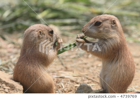 Black-tailed prairie dog 4739769