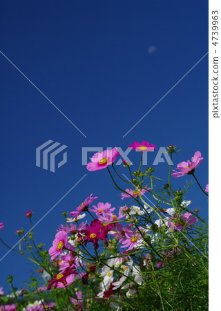開花在秋天天空的波斯菊 4739963