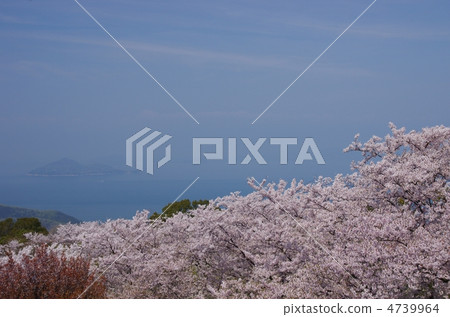 Shikokuzan的櫻花 Shikokuzan的櫻花 4739964