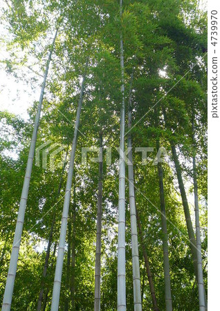 Mosouchiku Mosouchiku 4739970