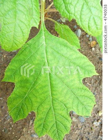 Kashiwa leaves hydrangea leaves 4740038
