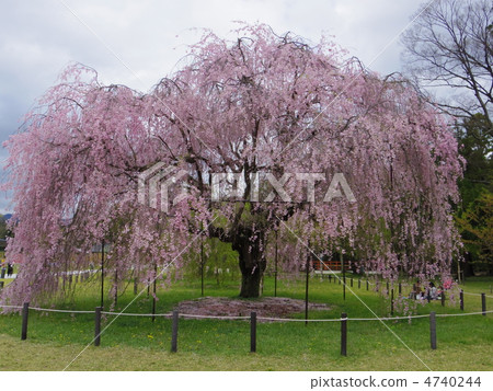 Kamigamo神社 4740244