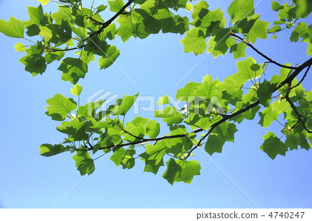 清新的綠色和藍天 4740247