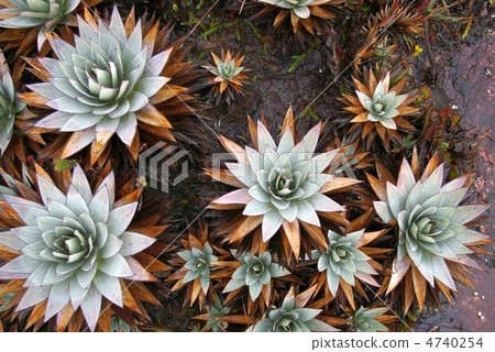 Plants of Roraima 4740254