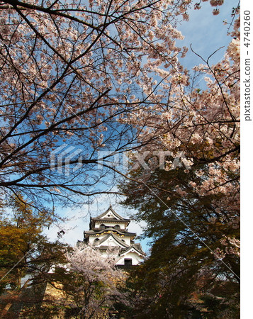 櫻花彥根城堡 4740260