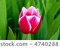 Tulip 4740288