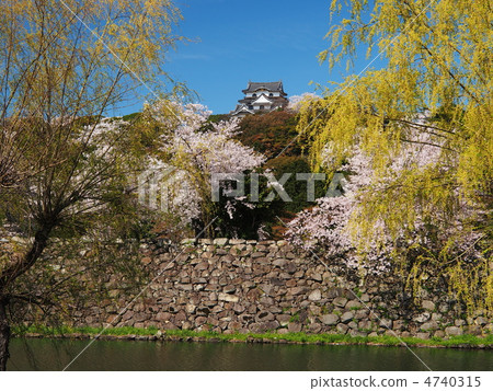 Cherry Blossom Hikone Castle 4740315