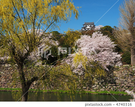 櫻花彥根城堡 4740316