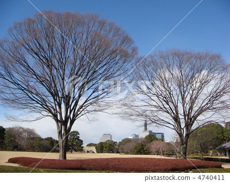 皇宮東花園的Zelkova 4740411