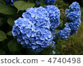繡球 4740498