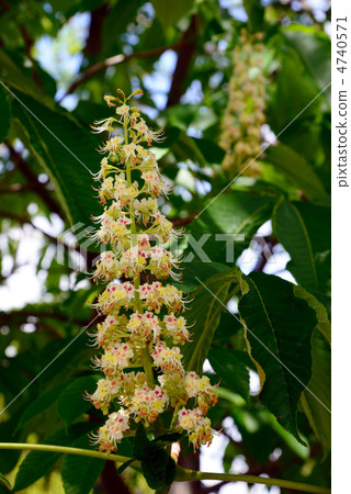 Tochi flower 4740571