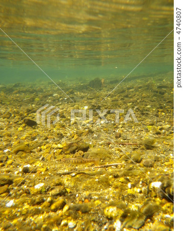 Yamame(櫻桃樹)的幼蟲 Yamame(櫻桃樹)的幼蟲 4740807