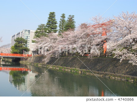 Cherry blossoms of Okazaki canal 4740866