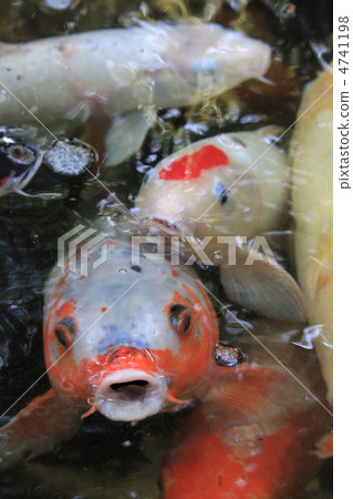 尋求錦鯉誘餌的大量衝動 尋求錦鯉誘餌的大量衝動 4741198