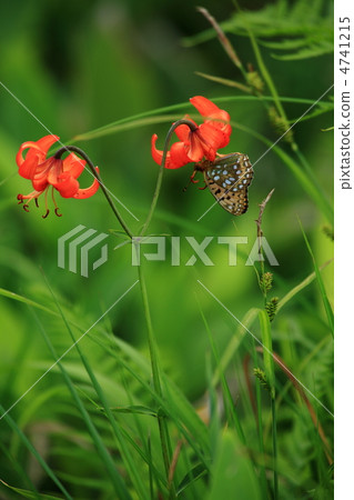 汽車百合和蝴蝶 4741215