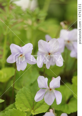 Viola grypocera 4741331