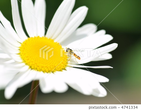 Margaret and a bee Margaret and a bee 4741334