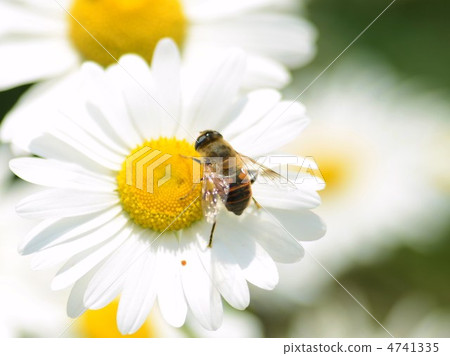 Margaret and a bee Margaret and a bee 4741335