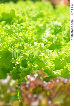 lettuce	 4741337