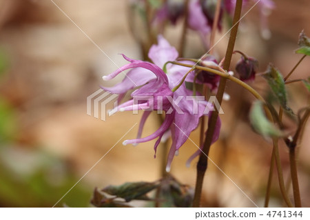 Tokiwa Ikarisisu Tokiwa Ikarisisu 4741344