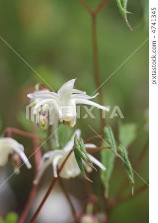 Tokiwa Ikarisisu Tokiwa Ikarisisu 4741345