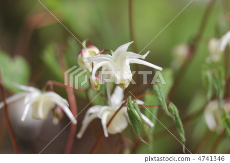 Tokiwa Ikarisisu 4741346