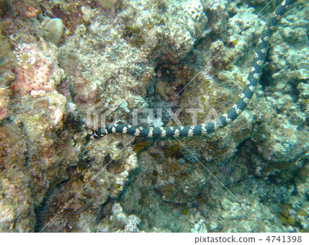 Sea snake 4741398