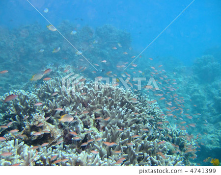 Madder eggplant 4741399