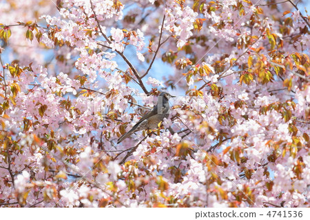 Blue-tailed and black-eared bulbul 4741536