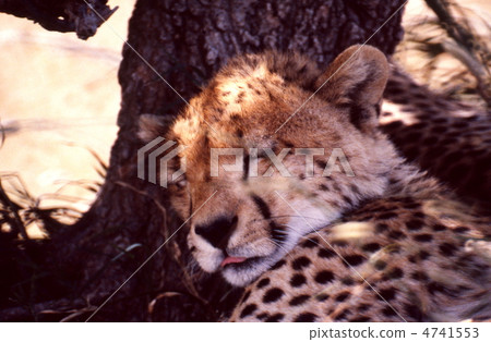 獵豹的睡眠 獵豹的睡眠 4741553