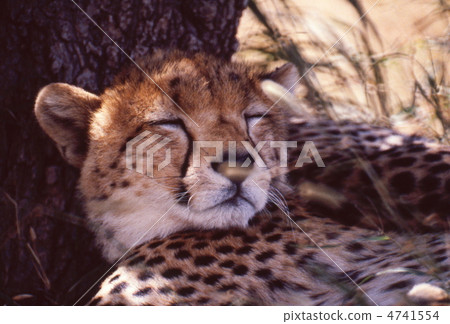 Cheetah's sleep Cheetah's sleep 4741554