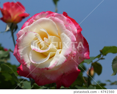 玫瑰花大川雙喜 4741560