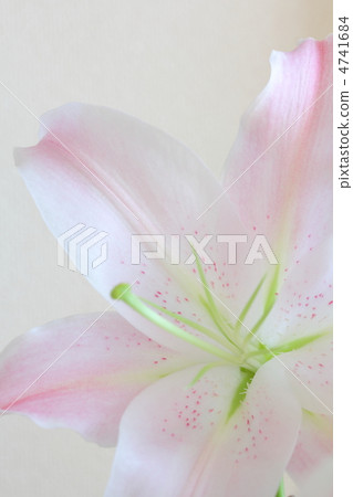Up of peach lily flowers 4741684