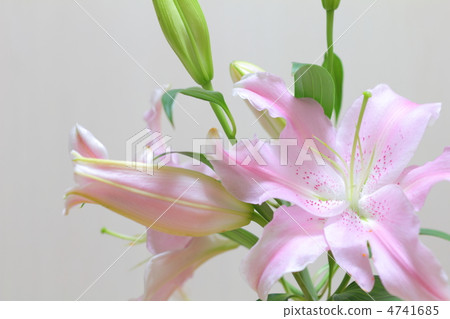 Pink lily flowers and buds 4741685