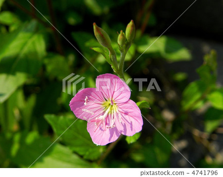 Akabana yujosho（紅色花晚上化妝） 4741796