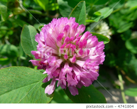 紅三葉草花花 4741804