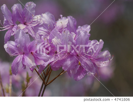 Yamazuji紫色 4741806