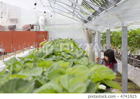 草莓採摘 4741925