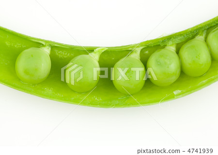 Snack pea Snack pea 4741939