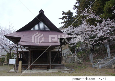 Kashiwa shrine and cherry blossoms Kashiwa shrine and cherry blossoms 4741990