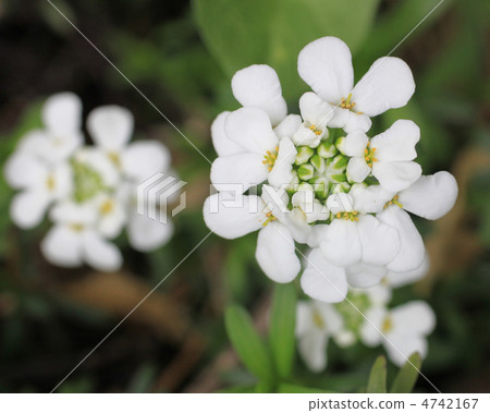 Iberis 4742167
