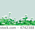 三葉草和白三葉草 4742388